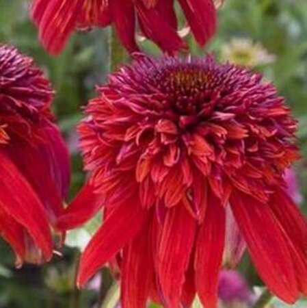 Echinacea 'Eccentric' geen maat specificatie 0,55L/P9cm