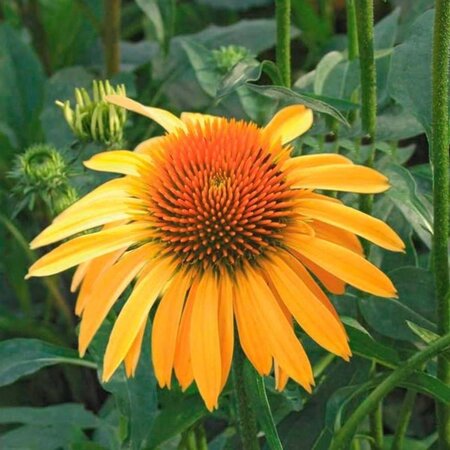 Echinacea 'Harvest Moon' geen maat specificatie 0,55L/P9cm - afbeelding 1