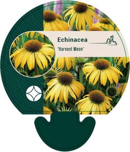 Echinacea 'Harvest Moon' geen maat specificatie 0,55L/P9cm - afbeelding 2