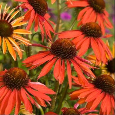 Echinacea 'Hot Summer' geen maat specificatie 0,55L/P9cm