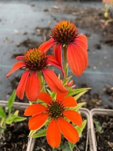 Echinacea Lakota Orange geen maat specificatie 0,55L/P9cm