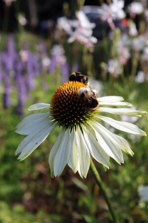 Echinacea p. 'Alba' geen maat specificatie 0,55L/P9cm - afbeelding 1