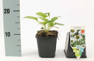 Echinacea p. 'Alba' geen maat specificatie 0,55L/P9cm - afbeelding 3