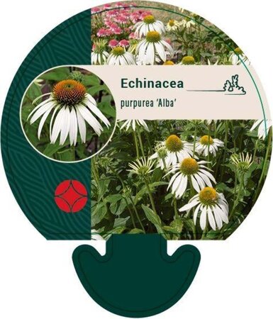 Echinacea p. 'Alba' geen maat specificatie 0,55L/P9cm - afbeelding 4