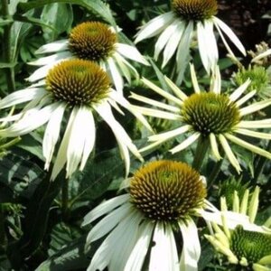 Echinacea p. 'Alba' geen maat specificatie 0,55L/P9cm - afbeelding 5