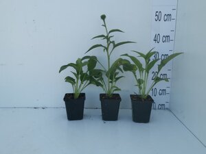 Echinacea p. 'Alba' geen maat specificatie 0,55L/P9cm - afbeelding 7