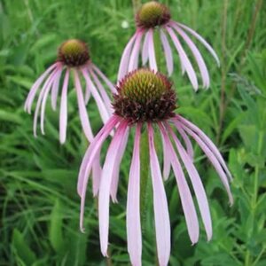 Echinacea pallida geen maat specificatie 0,55L/P9cm - afbeelding 2