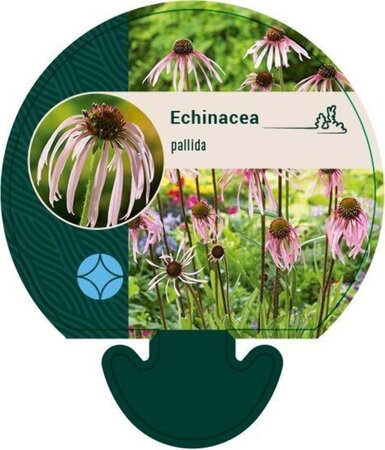 Echinacea pallida geen maat specificatie 0,55L/P9cm - afbeelding 1