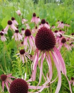 Echinacea pallida geen maat specificatie 0,55L/P9cm - afbeelding 3