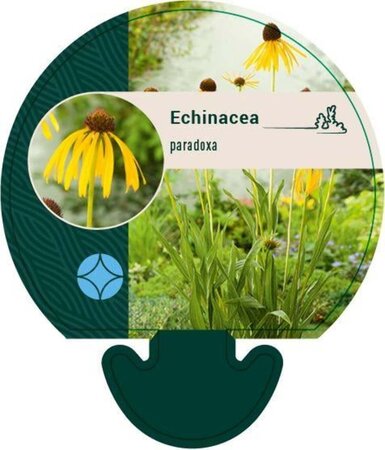 Echinacea paradoxa geen maat specificatie 0,55L/P9cm - afbeelding 1