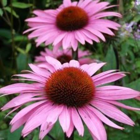 Echinacea p. 'Augustkönigin' geen maat specificatie 0,55L/P9cm - afbeelding 3