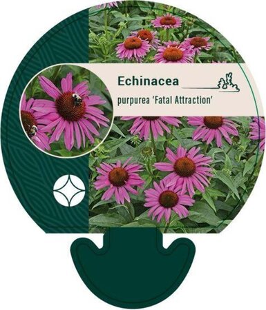 Echinacea p. 'Fatal Attraction' geen maat specificatie 0,55L/P9cm - afbeelding 1