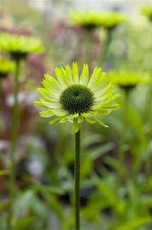 Echinacea p. 'Green Jewel' geen maat specificatie 0,55L/P9cm - afbeelding 1