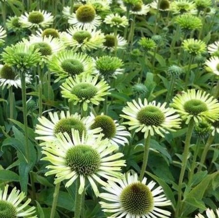 Echinacea p. 'Green Jewel' geen maat specificatie 0,55L/P9cm - afbeelding 3