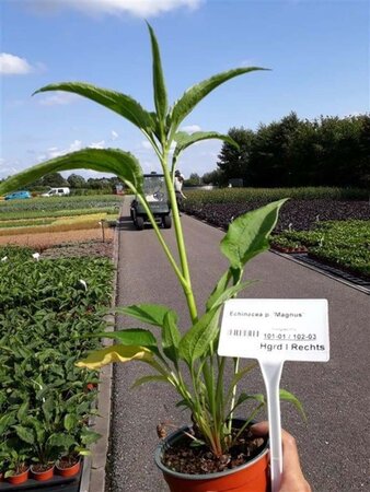 Echinacea p. 'Magnus' geen maat specificatie 0,55L/P9cm - afbeelding 7