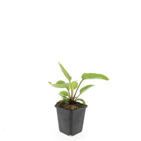 Echinacea p. 'Magnus' geen maat specificatie 0,55L/P9cm - afbeelding 6