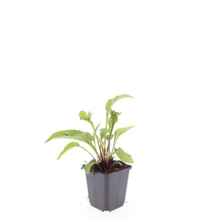 Echinacea p. 'Magnus' geen maat specificatie 0,55L/P9cm - afbeelding 5