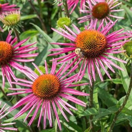 Echinacea p. 'Pica Bella' geen maat specificatie 0,55L/P9cm - afbeelding 1