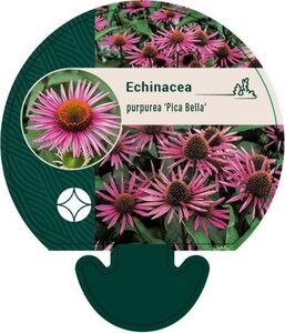 Echinacea p. 'Pica Bella' geen maat specificatie 0,55L/P9cm - afbeelding 2