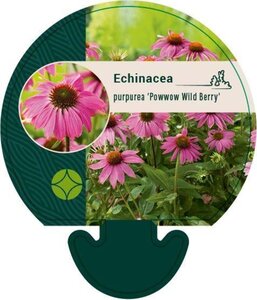 Echinacea p. Powwow Wild Berry geen maat specificatie 0,55L/P9cm - afbeelding 7