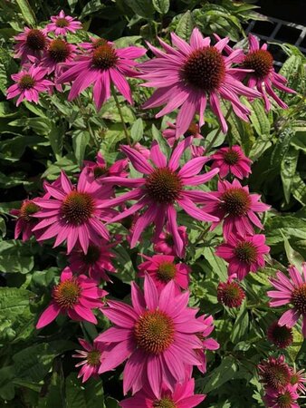 Echinacea p. Powwow Wild Berry geen maat specificatie 0,55L/P9cm - afbeelding 2