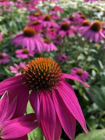 Echinacea p. Powwow Wild Berry geen maat specificatie 0,55L/P9cm - afbeelding 4