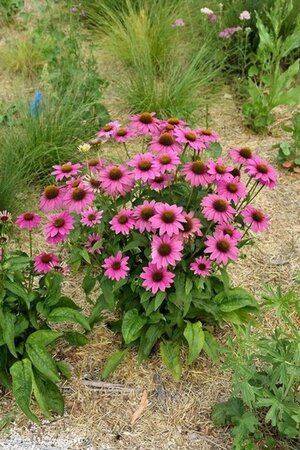 Echinacea p. Powwow Wild Berry geen maat specificatie 0,55L/P9cm - afbeelding 6