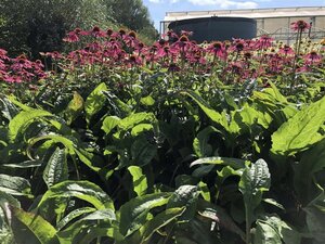 Echinacea p. Powwow Wild Berry geen maat specificatie 0,55L/P9cm - afbeelding 5