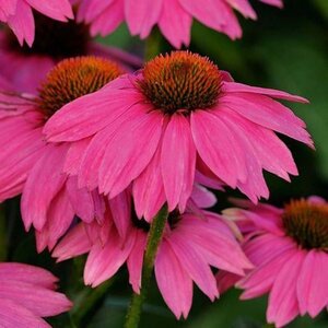 Echinacea p. Powwow Wild Berry geen maat specificatie 0,55L/P9cm - afbeelding 8