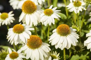 Echinacea p. Powwow White geen maat specificatie 0,55L/P9cm - afbeelding 1