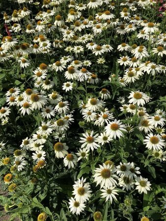 Echinacea p. Powwow White geen maat specificatie 0,55L/P9cm - afbeelding 12