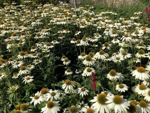 Echinacea p. Powwow White geen maat specificatie 0,55L/P9cm - afbeelding 11