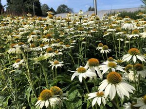 Echinacea p. Powwow White geen maat specificatie 0,55L/P9cm - afbeelding 10