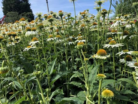 Echinacea p. Powwow White geen maat specificatie 0,55L/P9cm - afbeelding 9