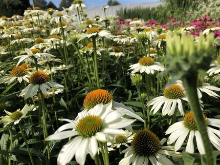 Echinacea p. Powwow White geen maat specificatie 0,55L/P9cm - afbeelding 8