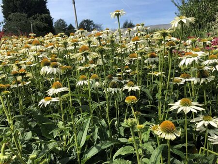 Echinacea p. Powwow White geen maat specificatie 0,55L/P9cm - afbeelding 7