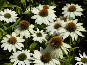 Echinacea p. Powwow White geen maat specificatie 0,55L/P9cm - afbeelding 13