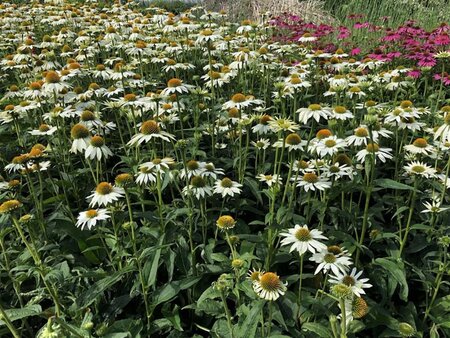 Echinacea p. Powwow White geen maat specificatie 0,55L/P9cm - afbeelding 6