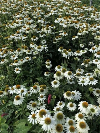 Echinacea p. Powwow White geen maat specificatie 0,55L/P9cm - afbeelding 5