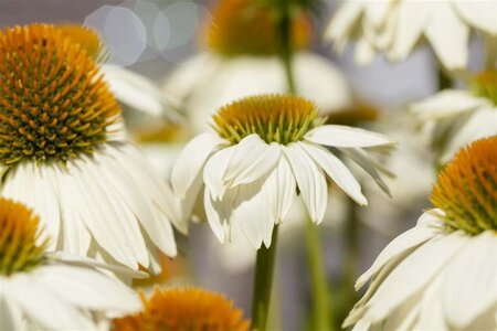 Echinacea p. Powwow White geen maat specificatie 0,55L/P9cm - afbeelding 4