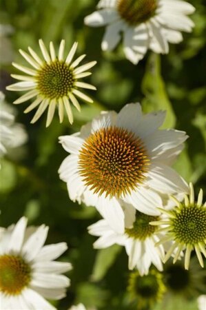 Echinacea p. Powwow White geen maat specificatie 0,55L/P9cm - afbeelding 3