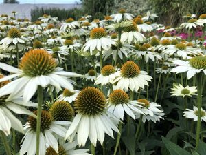 Echinacea p. Powwow White geen maat specificatie 0,55L/P9cm - afbeelding 2