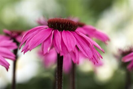 Echinacea p. 'Rubinstern' geen maat specificatie 0,55L/P9cm - afbeelding 1