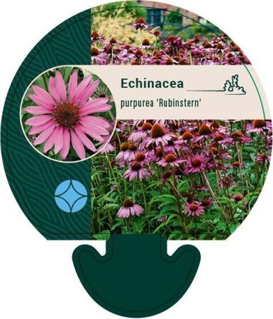 Echinacea p. 'Rubinstern' geen maat specificatie 0,55L/P9cm - afbeelding 2