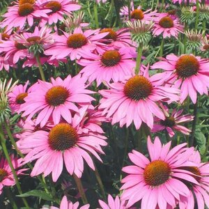 Echinacea p. 'Rubinstern' geen maat specificatie 0,55L/P9cm - afbeelding 3