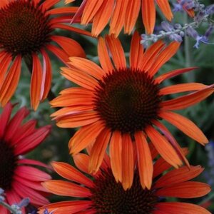 Echinacea p. 'Sundown' geen maat specificatie 0,55L/P9cm - afbeelding 2