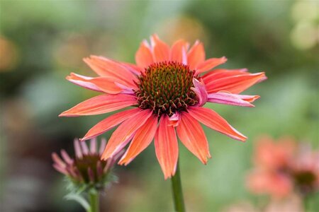 Echinacea p. 'Sundown' geen maat specificatie 0,55L/P9cm - afbeelding 1