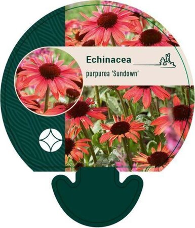 Echinacea p. 'Sundown' geen maat specificatie 0,55L/P9cm - afbeelding 3