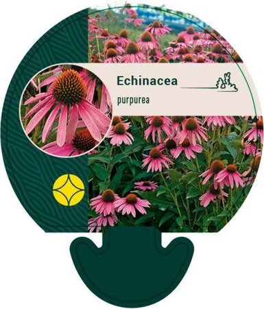 Echinacea purpurea geen maat specificatie 0,55L/P9cm - afbeelding 3