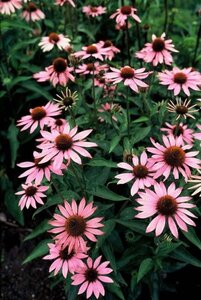 Echinacea purpurea geen maat specificatie 0,55L/P9cm - afbeelding 4